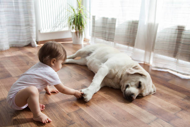 Pet friendly | Hadinger Flooring